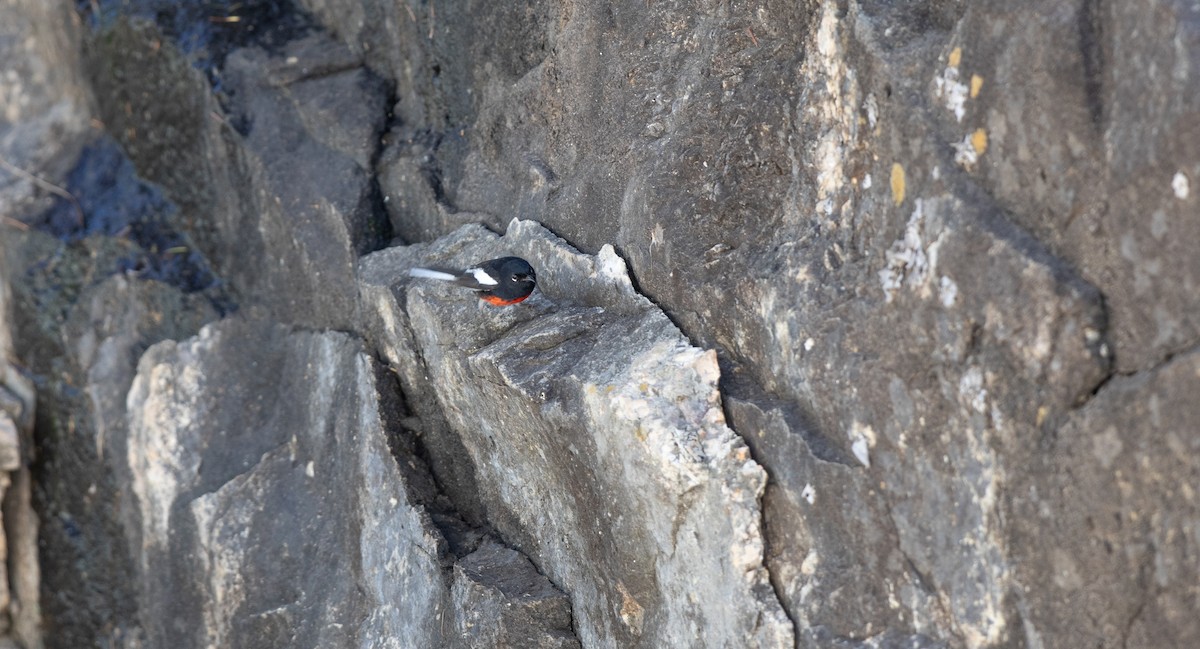 Painted Redstart - Michael Sadat