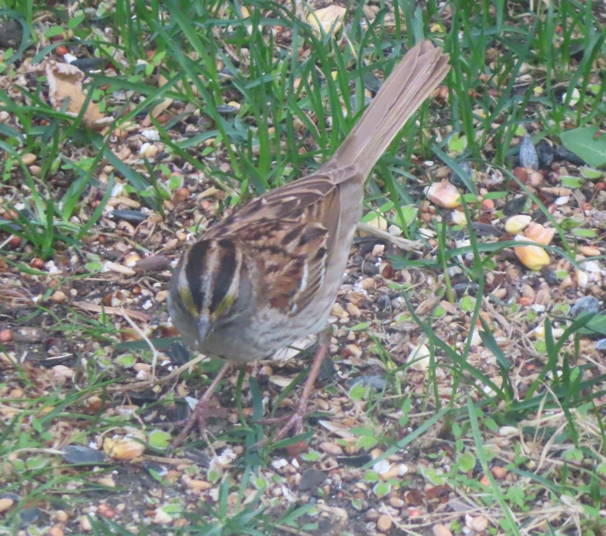 White-throated Sparrow - Violet Kosack