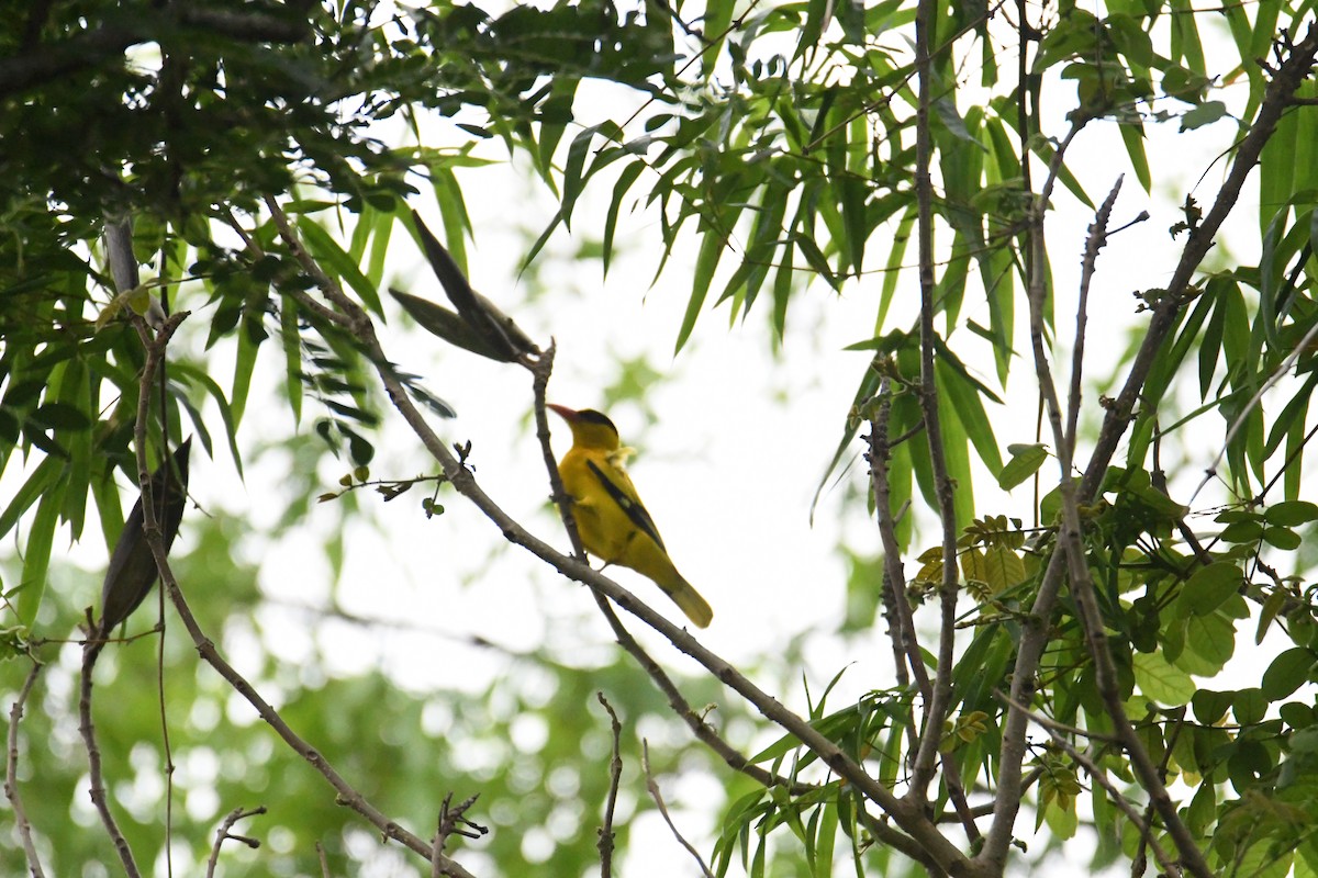 Black-naped Oriole - 品諭 陳