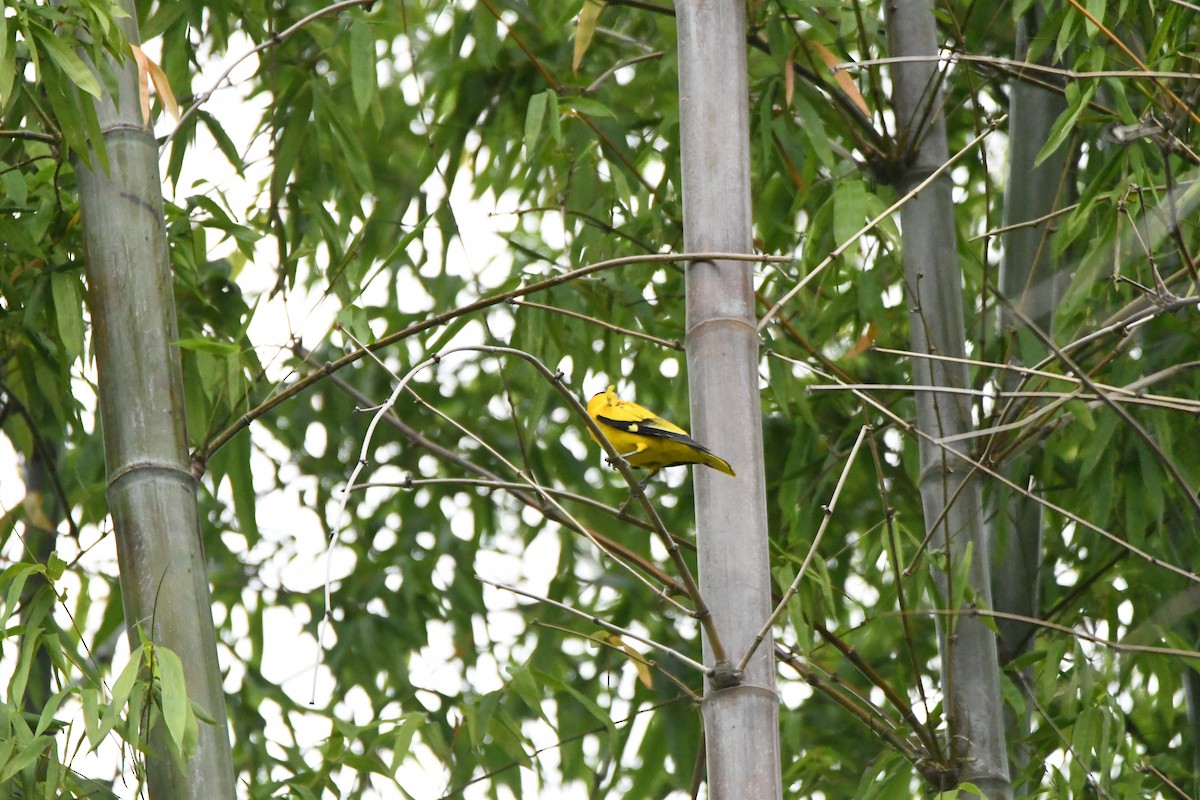 Black-naped Oriole - Anonymous