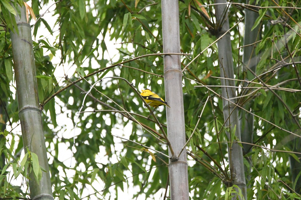 Black-naped Oriole - 品諭 陳