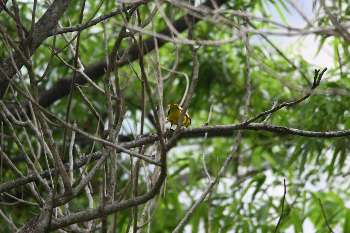 Black-naped Oriole - 品諭 陳