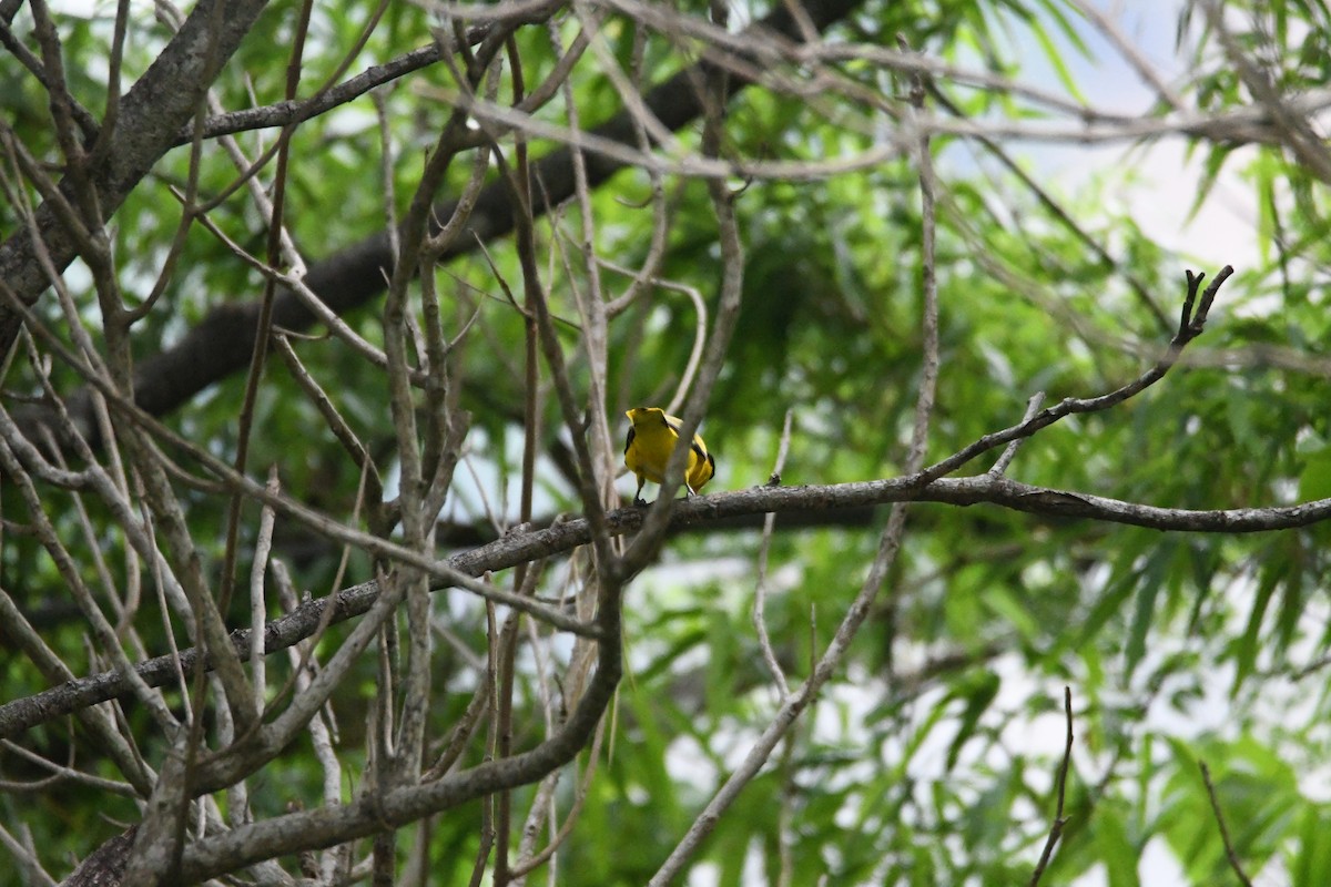 Black-naped Oriole - 品諭 陳