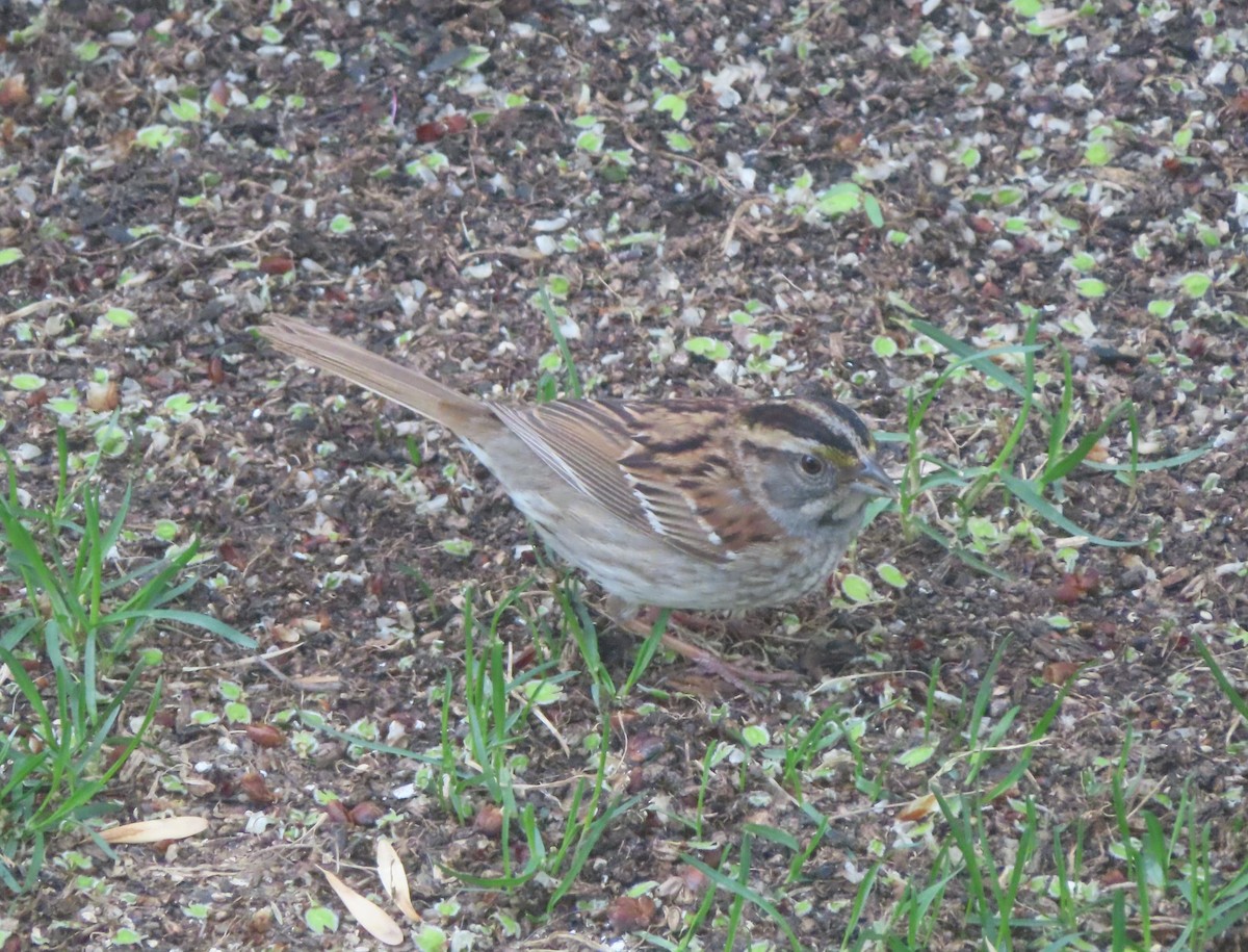 White-throated Sparrow - Violet Kosack