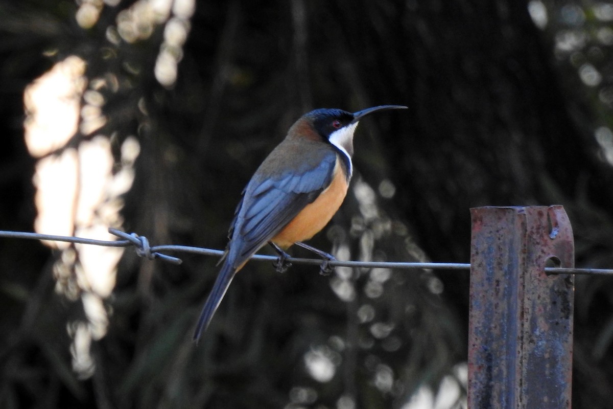 Eastern Spinebill - B Jenkins