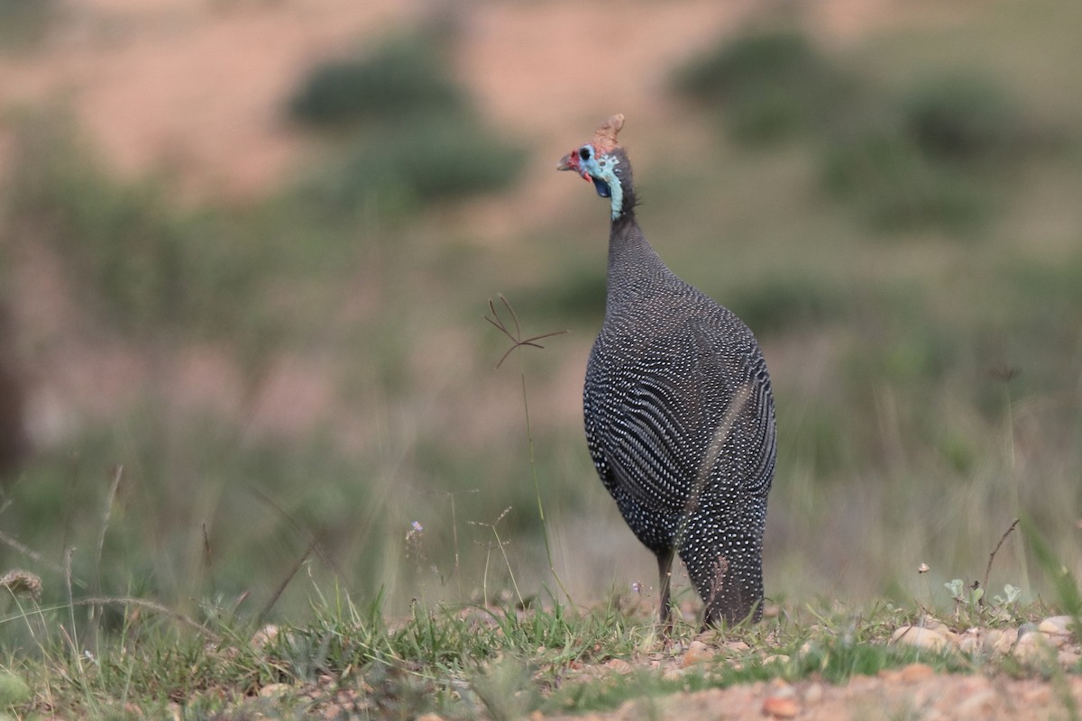 Helmeted Guineafowl - ML619331524