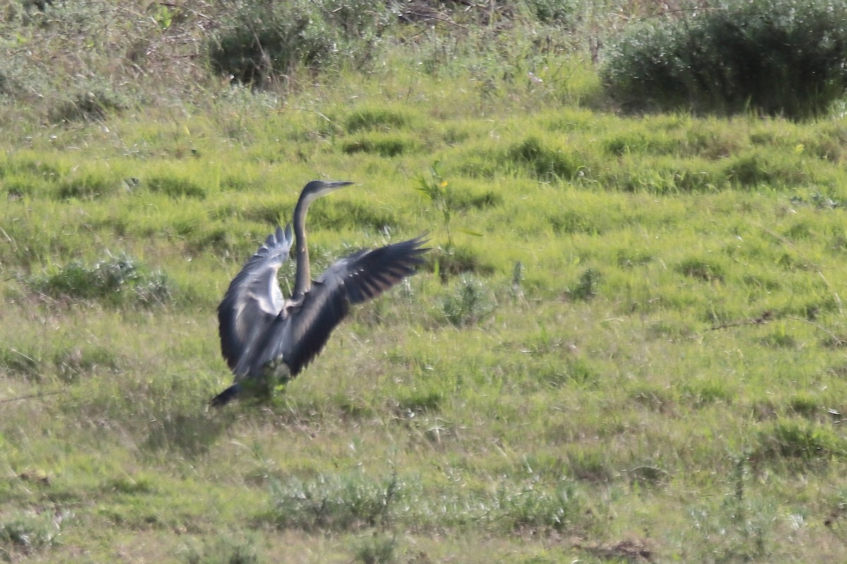 Garza Cabecinegra - ML619331526