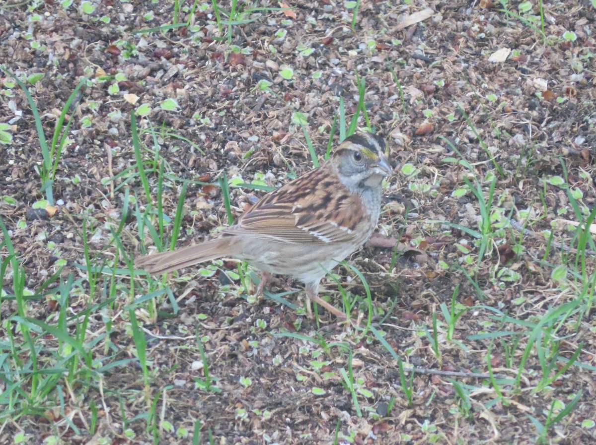 White-throated Sparrow - Violet Kosack