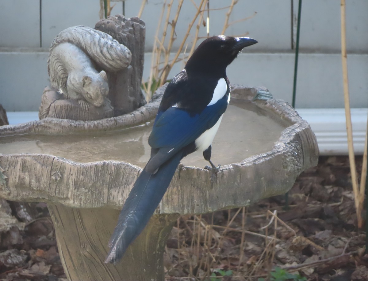 Black-billed Magpie - Violet Kosack