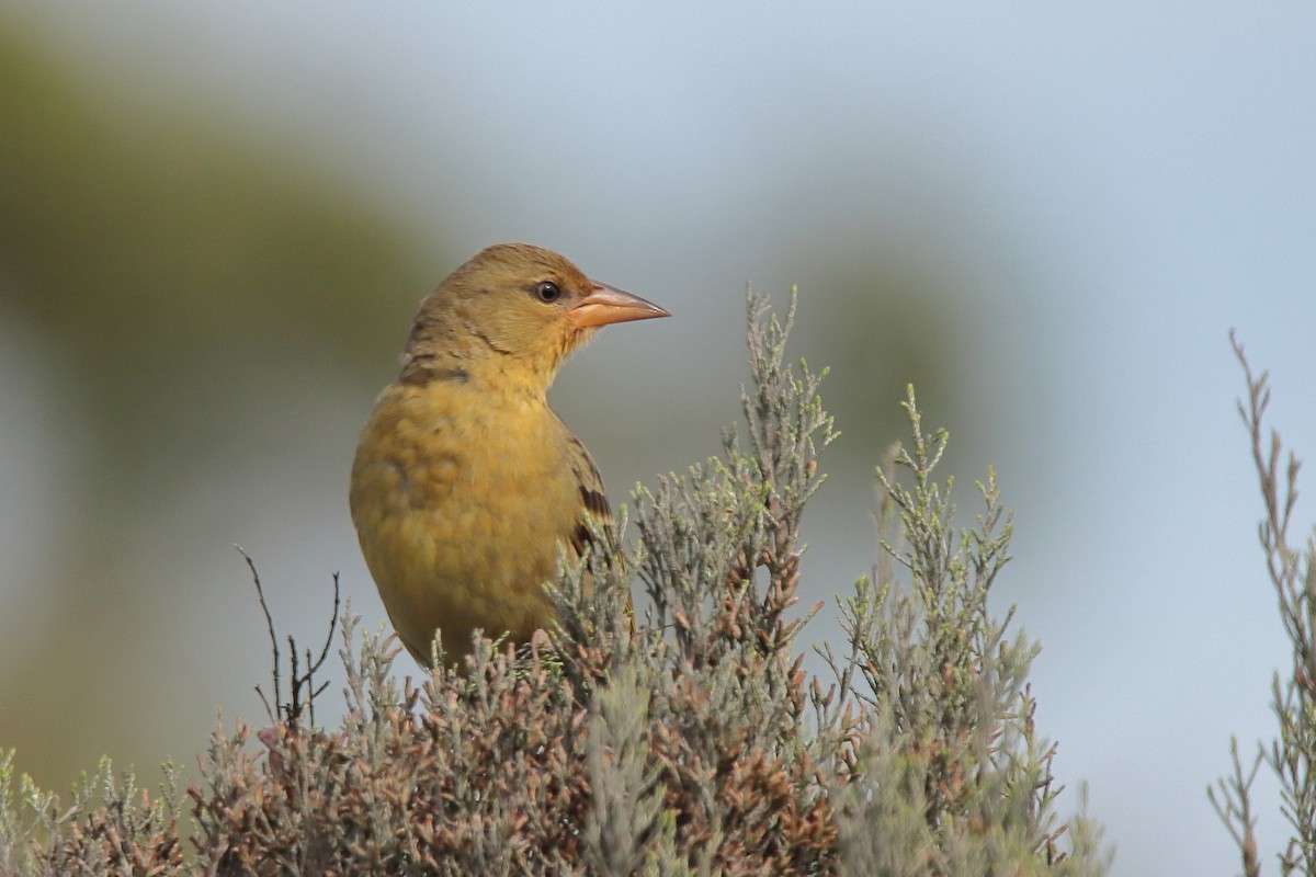 Cape Weaver - Johan Heyns