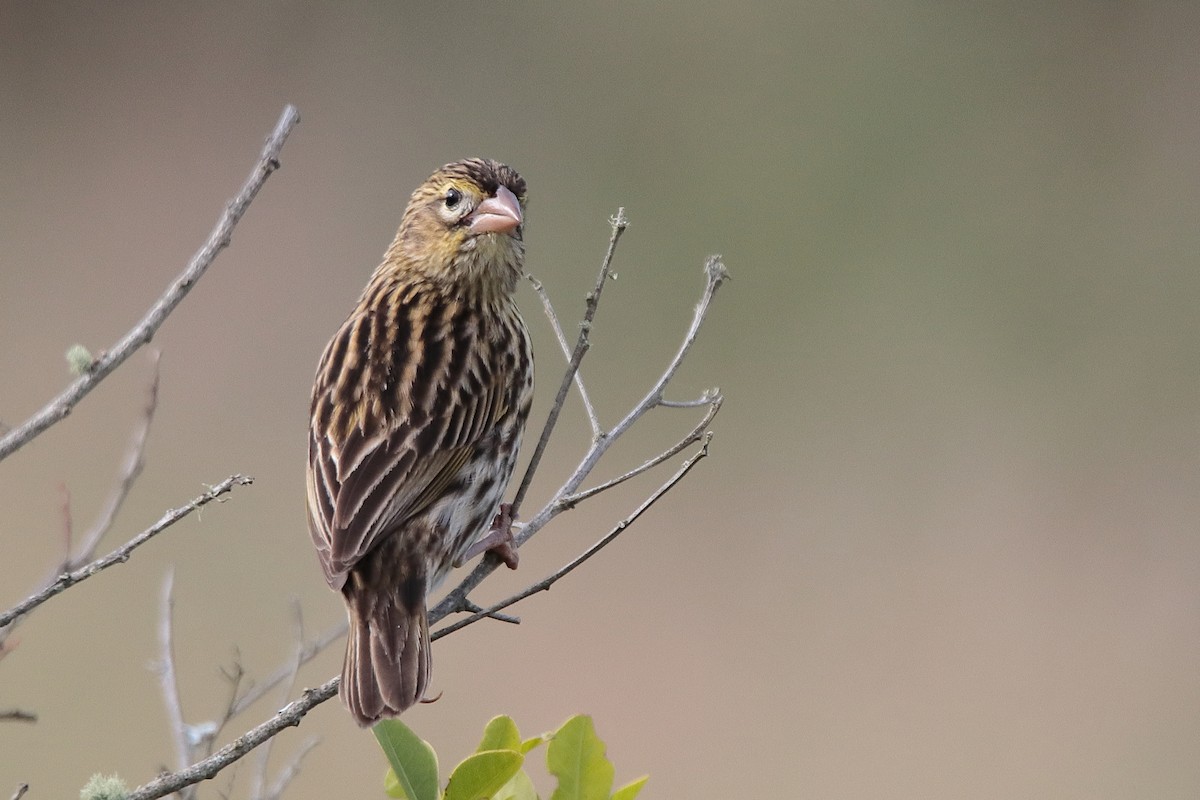 Yellow Bishop - ML619331592