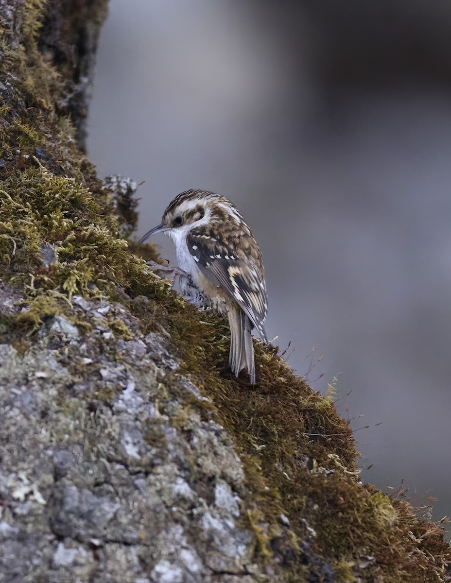 Hodgson's Treecreeper - ML619331598