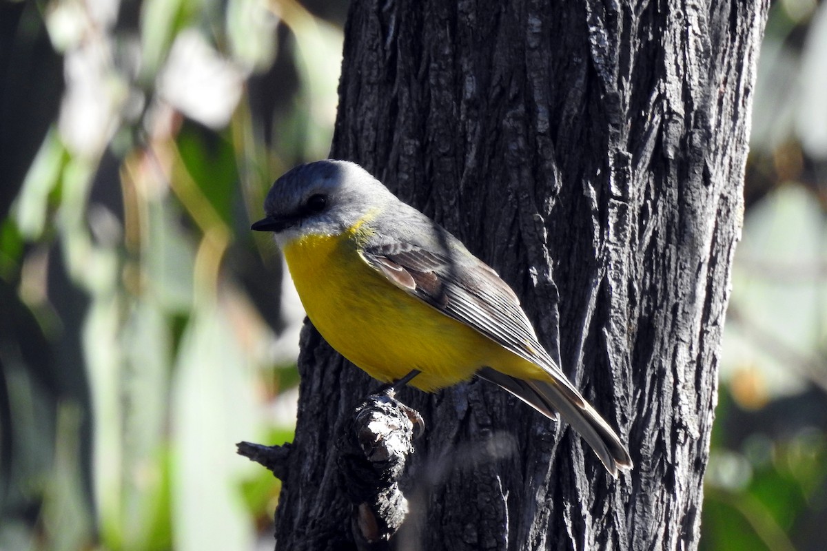 Eastern Yellow Robin - B Jenkins