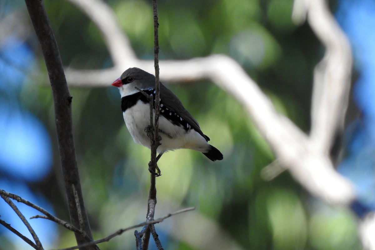 Diamond Firetail - B Jenkins