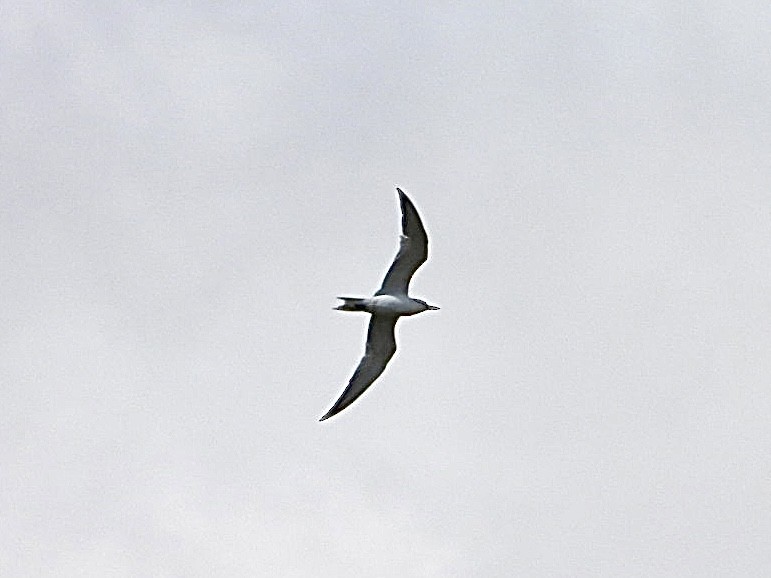 Gull-billed Tern - Jonathan Norgate