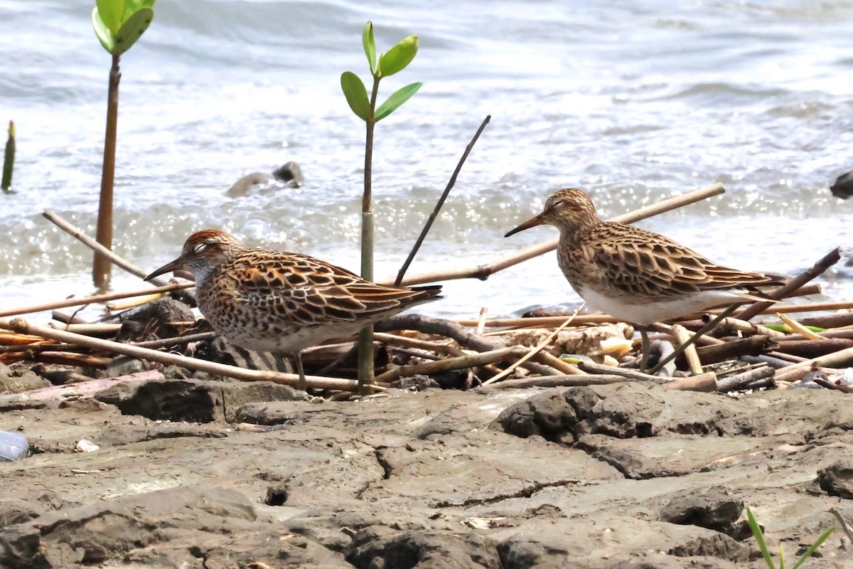 Sharp-tailed Sandpiper - Mei-Luan Wang