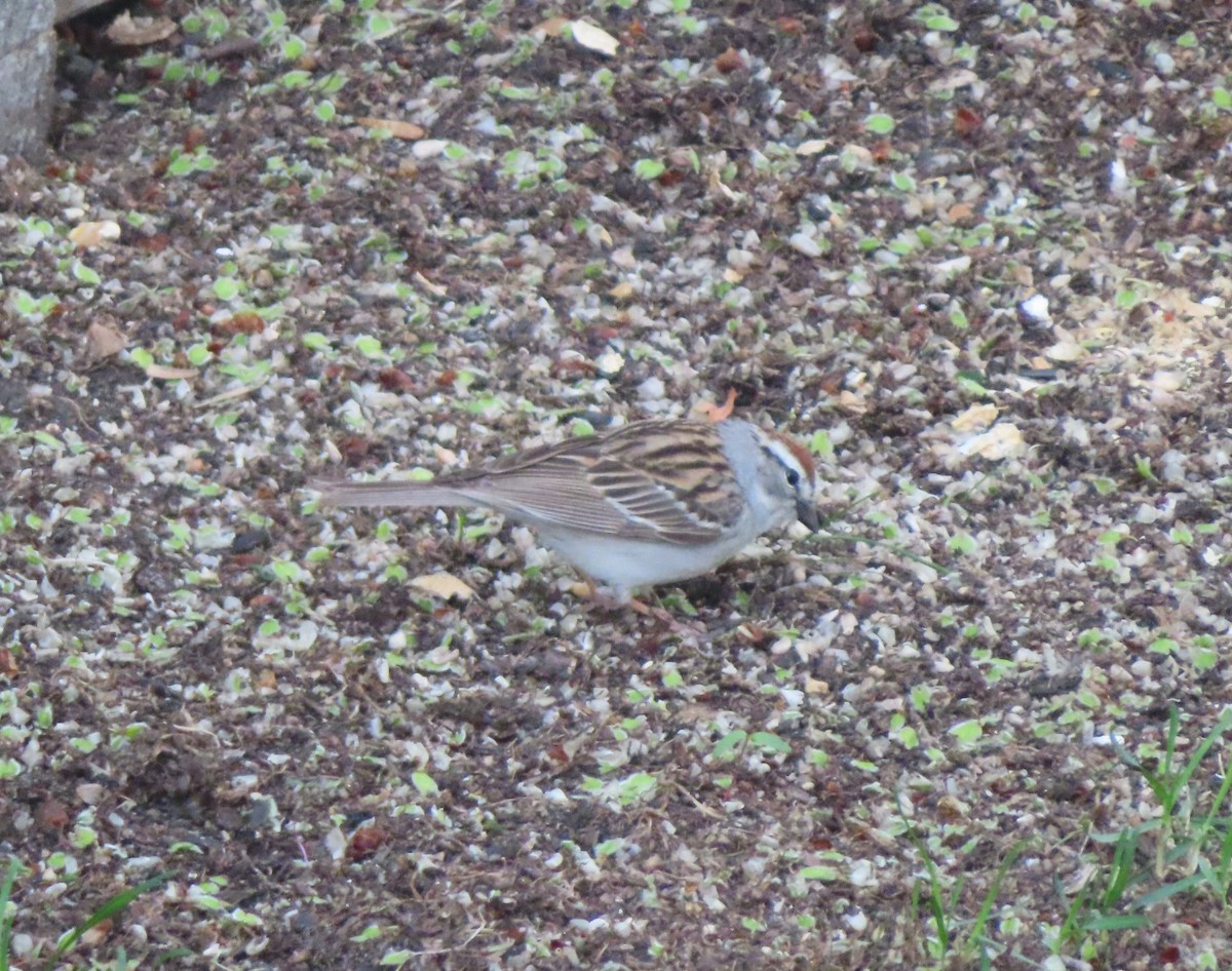 Chipping Sparrow - Violet Kosack