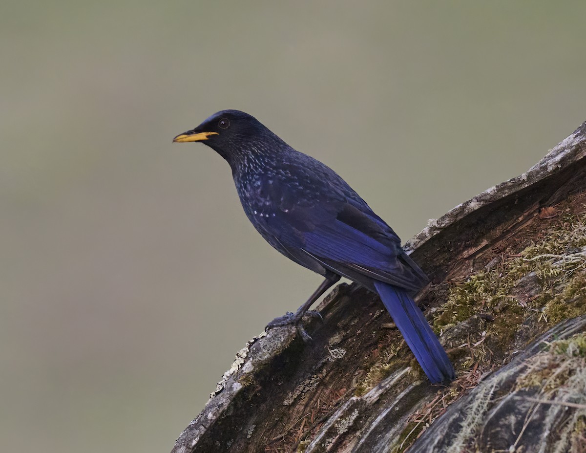 Blue Whistling-Thrush - Manjunath Desai