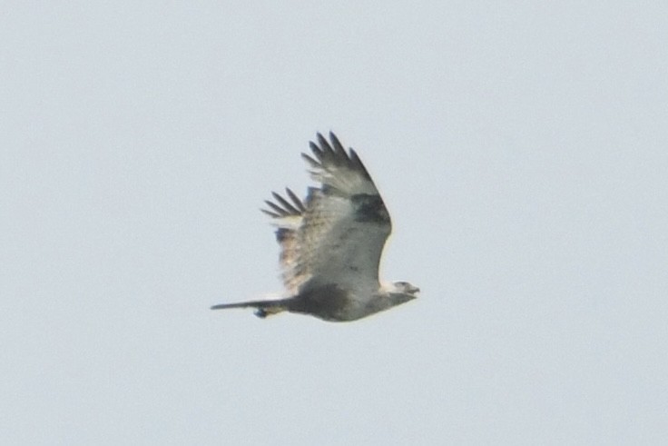 Upland Buzzard - ML619331638