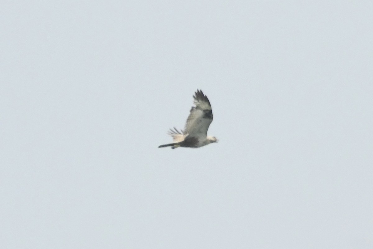 Upland Buzzard - Anonymous