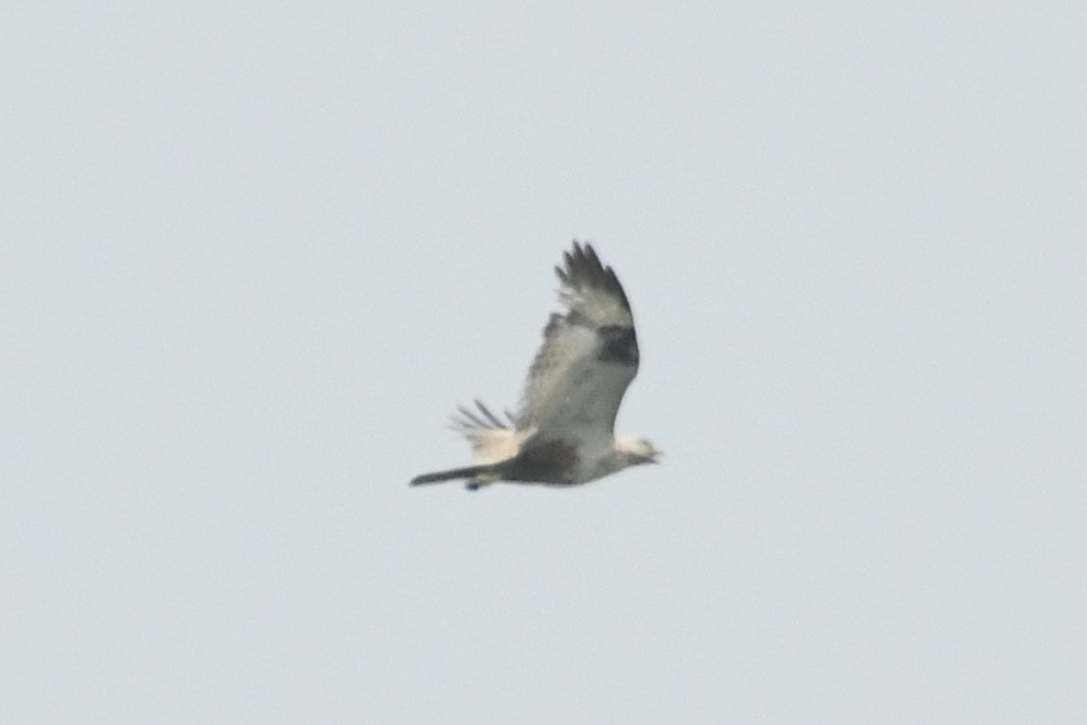 Upland Buzzard - ML619331640