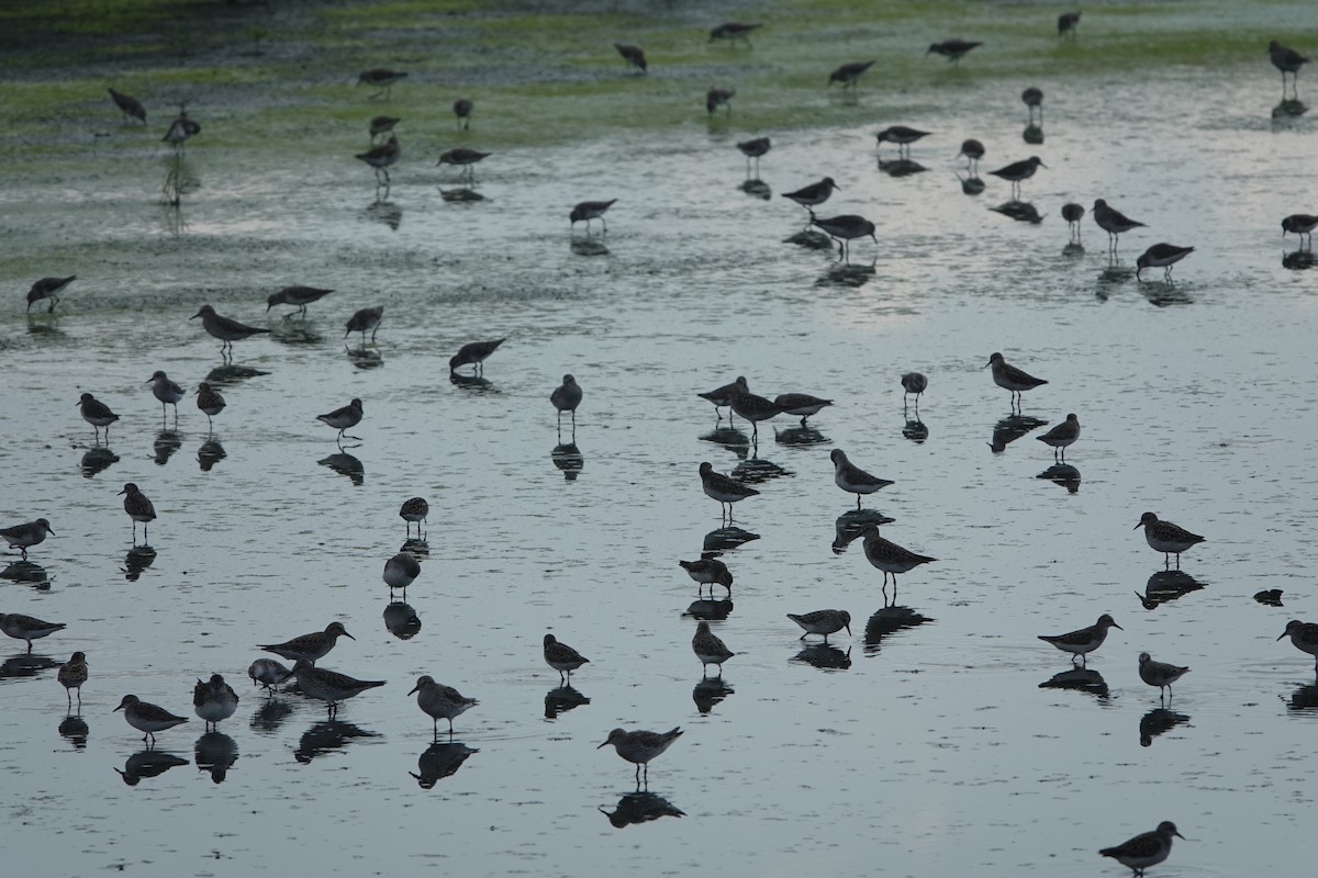 Semipalmated Sandpiper - Evan Clark