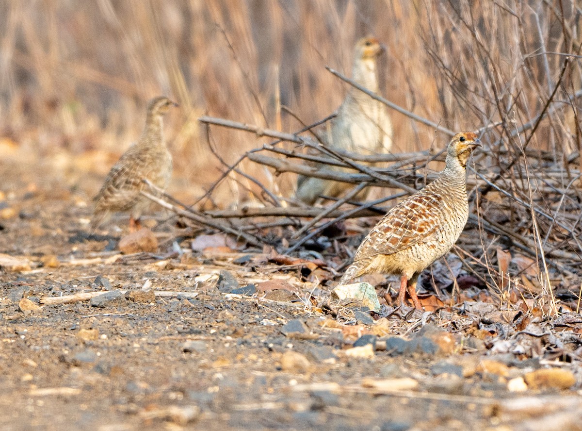 Gray Francolin - Jagdish Jatiya