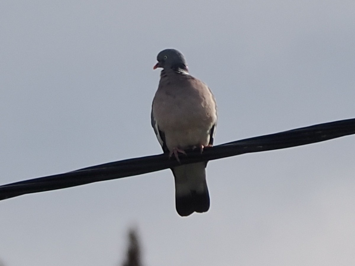 Common Wood-Pigeon - michael Beer