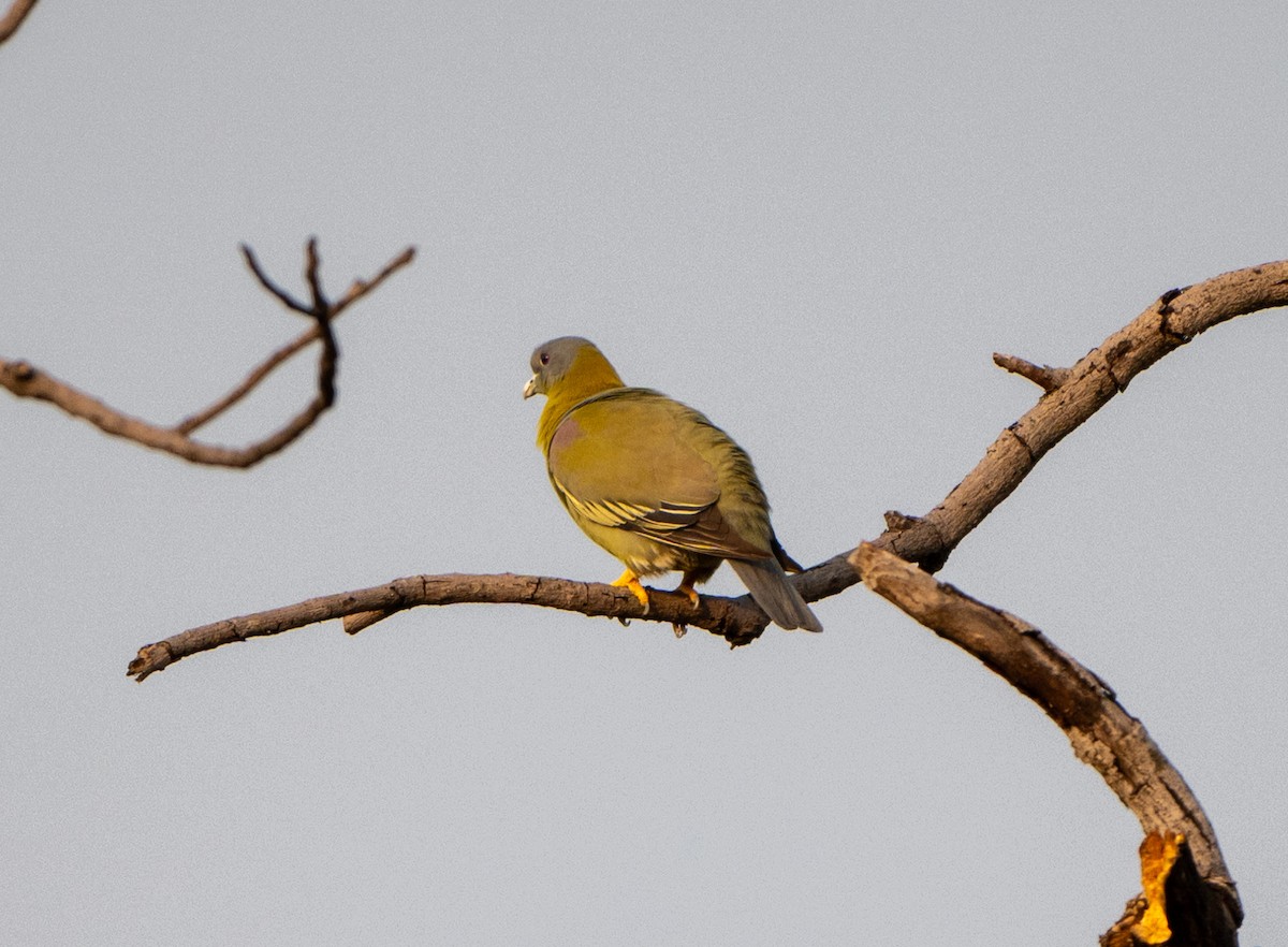 Yellow-footed Green-Pigeon - Jagdish Jatiya