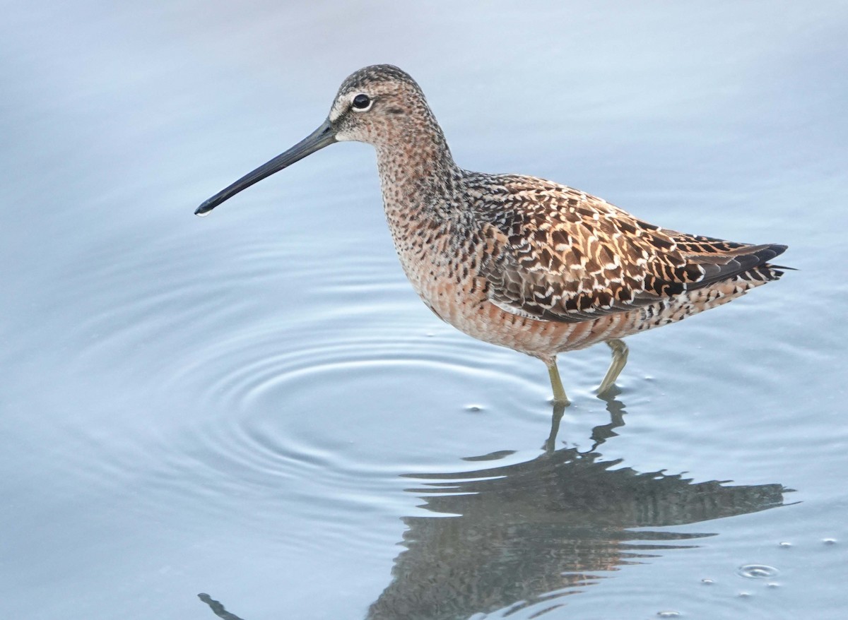 Long-billed Dowitcher - ML619331700