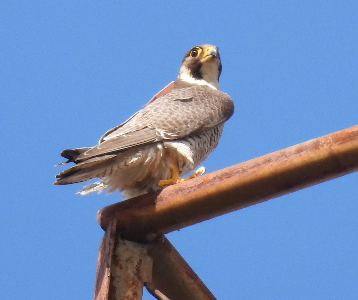 Peregrine Falcon - Dani G. Jambrina