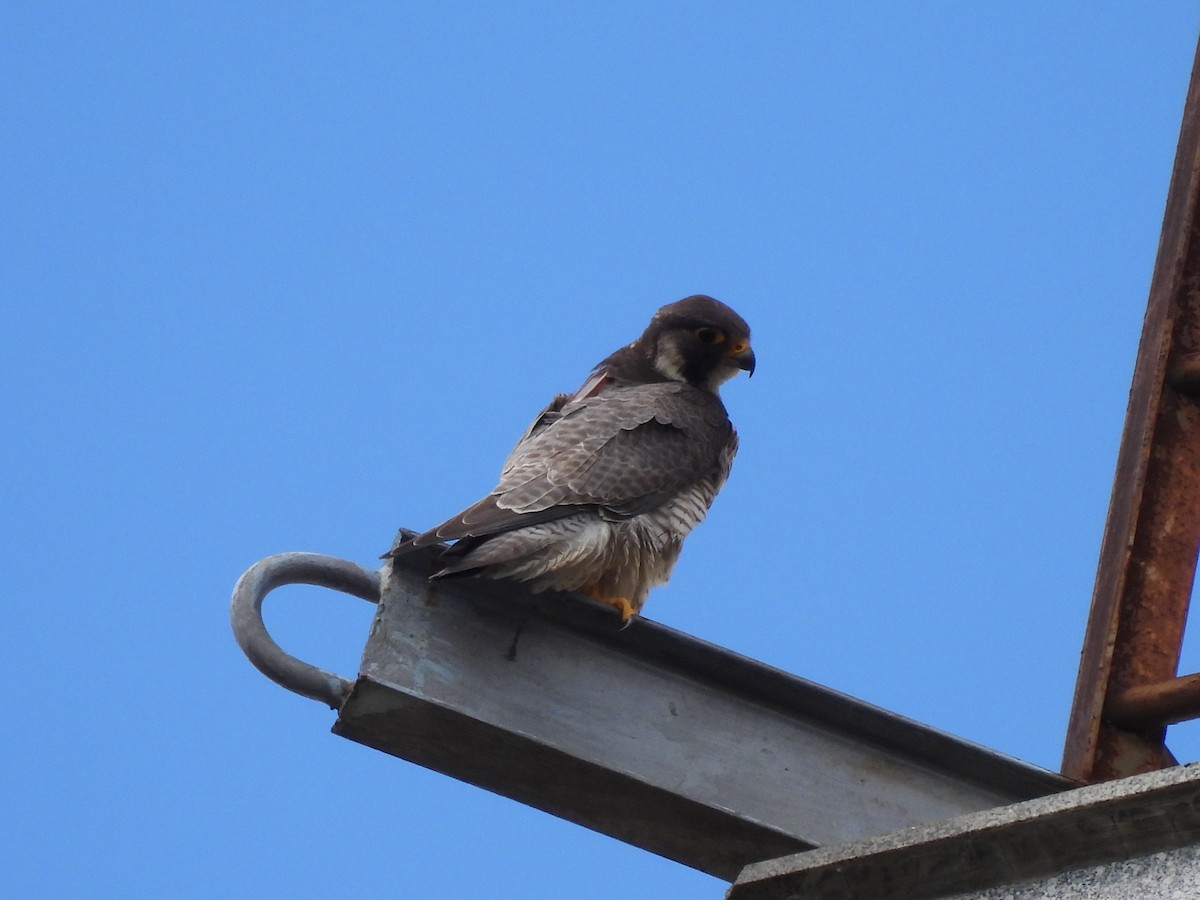 Peregrine Falcon - Dani G. Jambrina