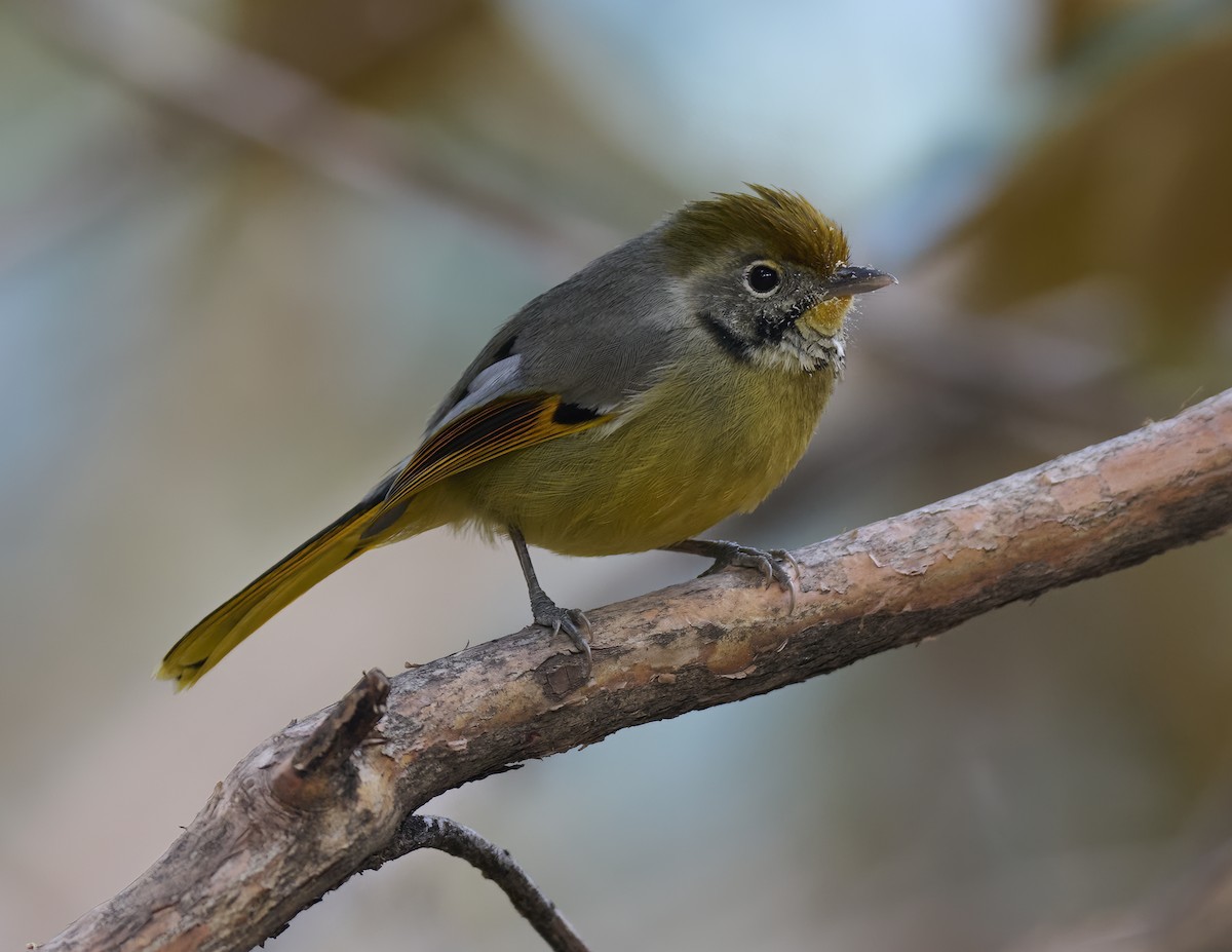 Chestnut-tailed Minla - Manjunath Desai