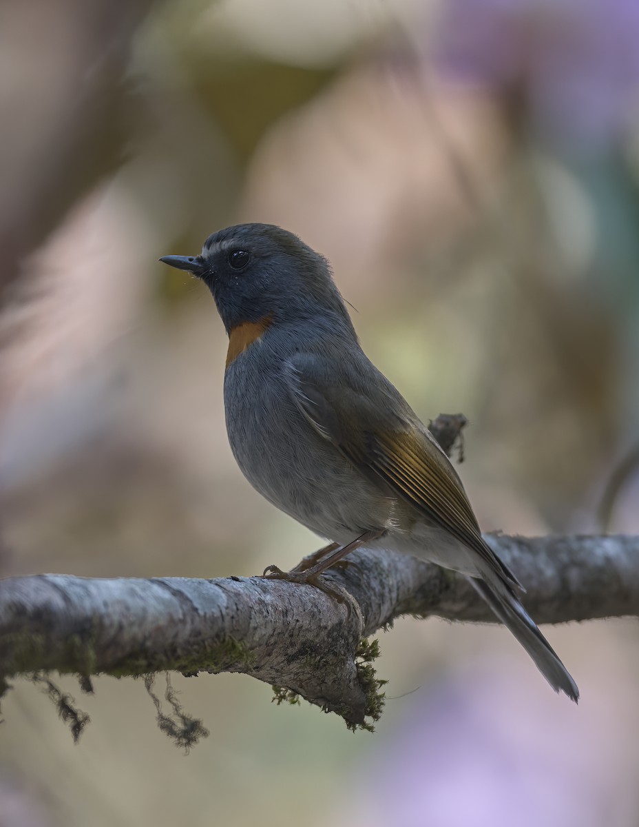 Rufous-gorgeted Flycatcher - Manjunath Desai