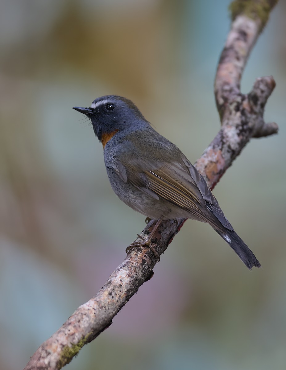 Rufous-gorgeted Flycatcher - Manjunath Desai