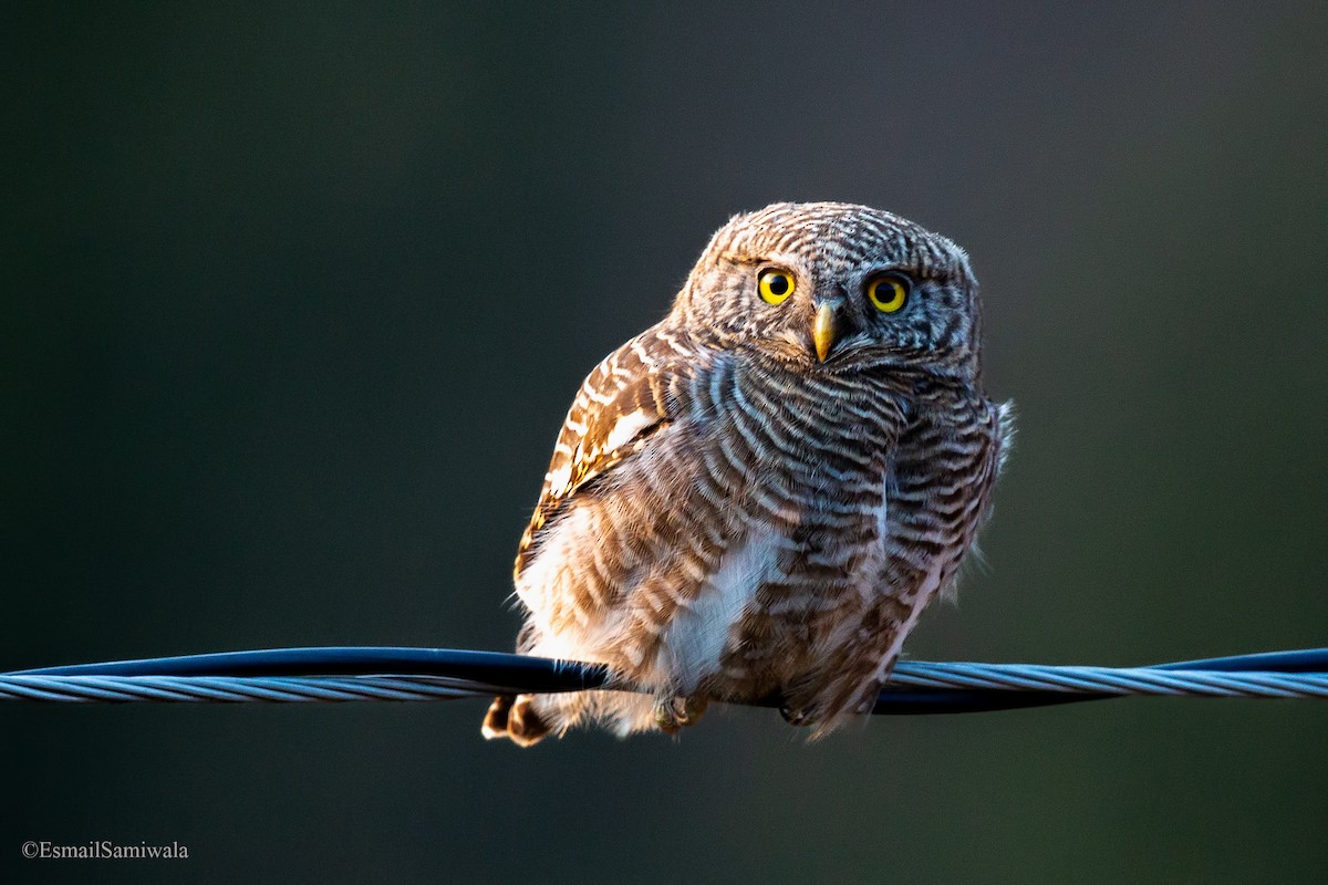 Asian Barred Owlet - Esmail Samiwala