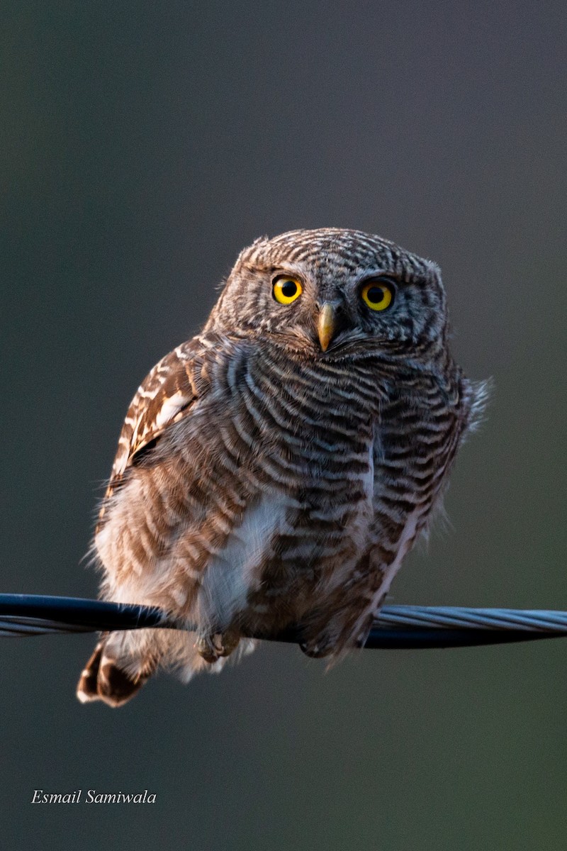 Asian Barred Owlet - Esmail Samiwala