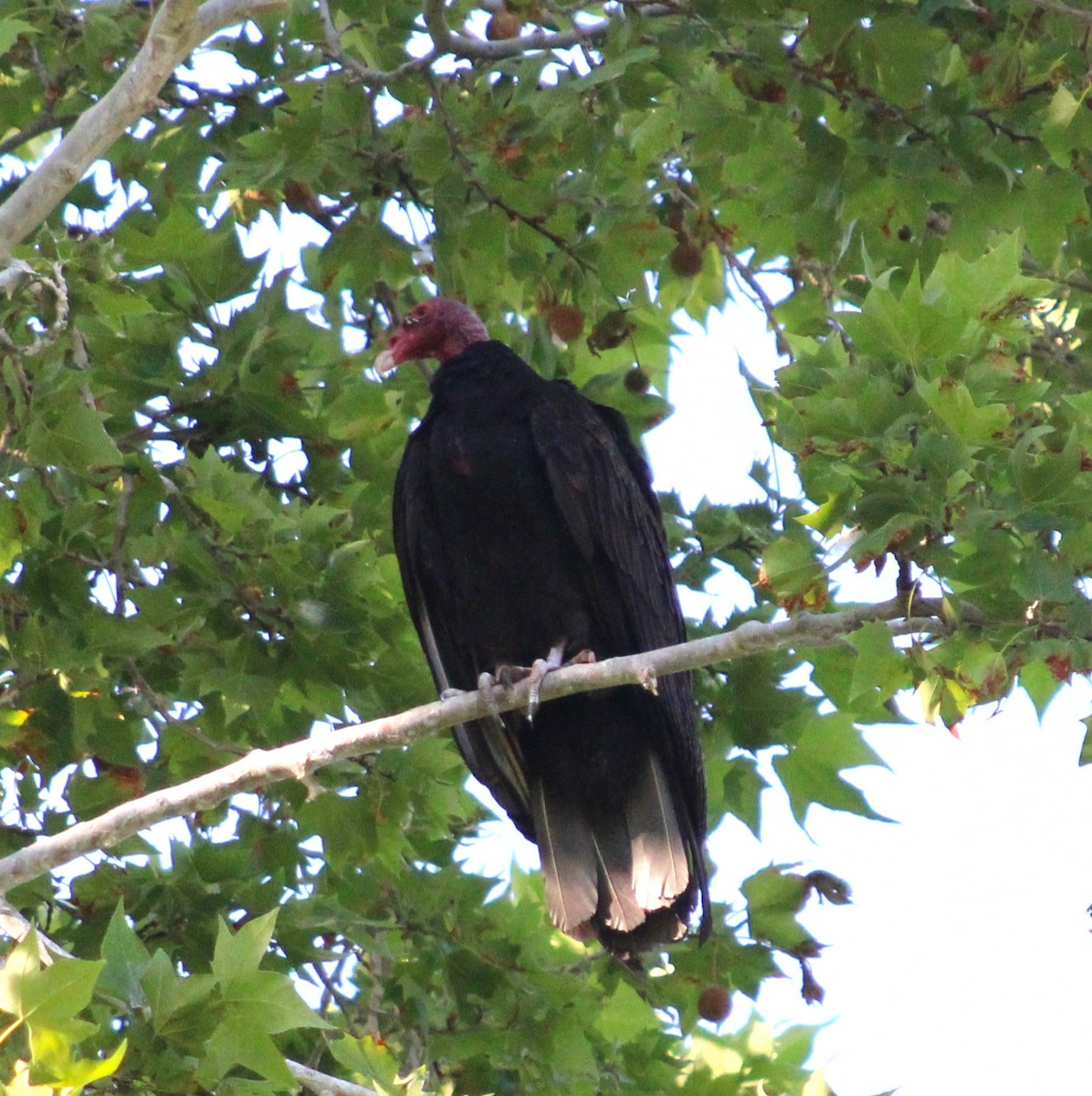Turkey Vulture - ML619331755