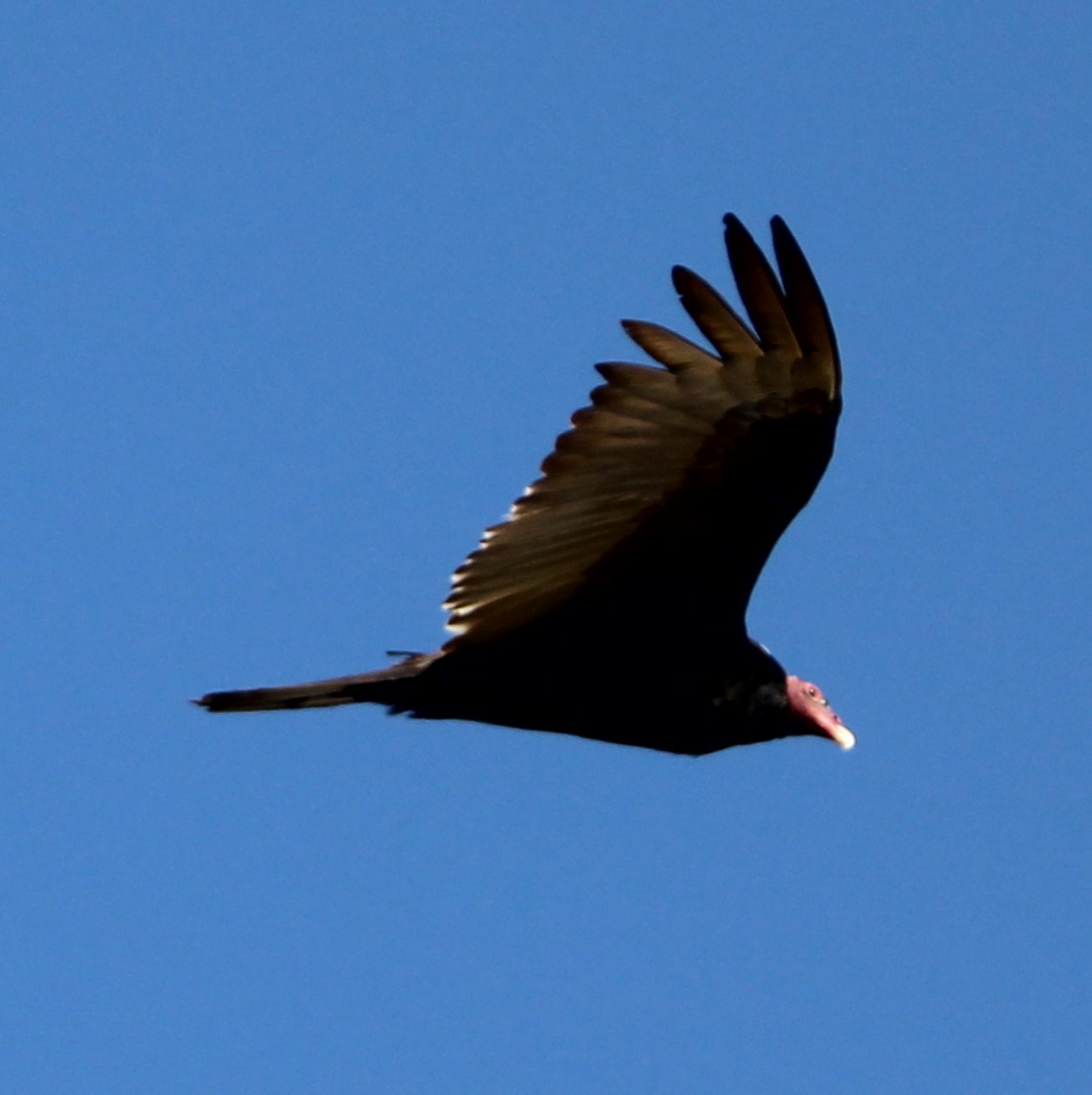 Turkey Vulture - ML619331756