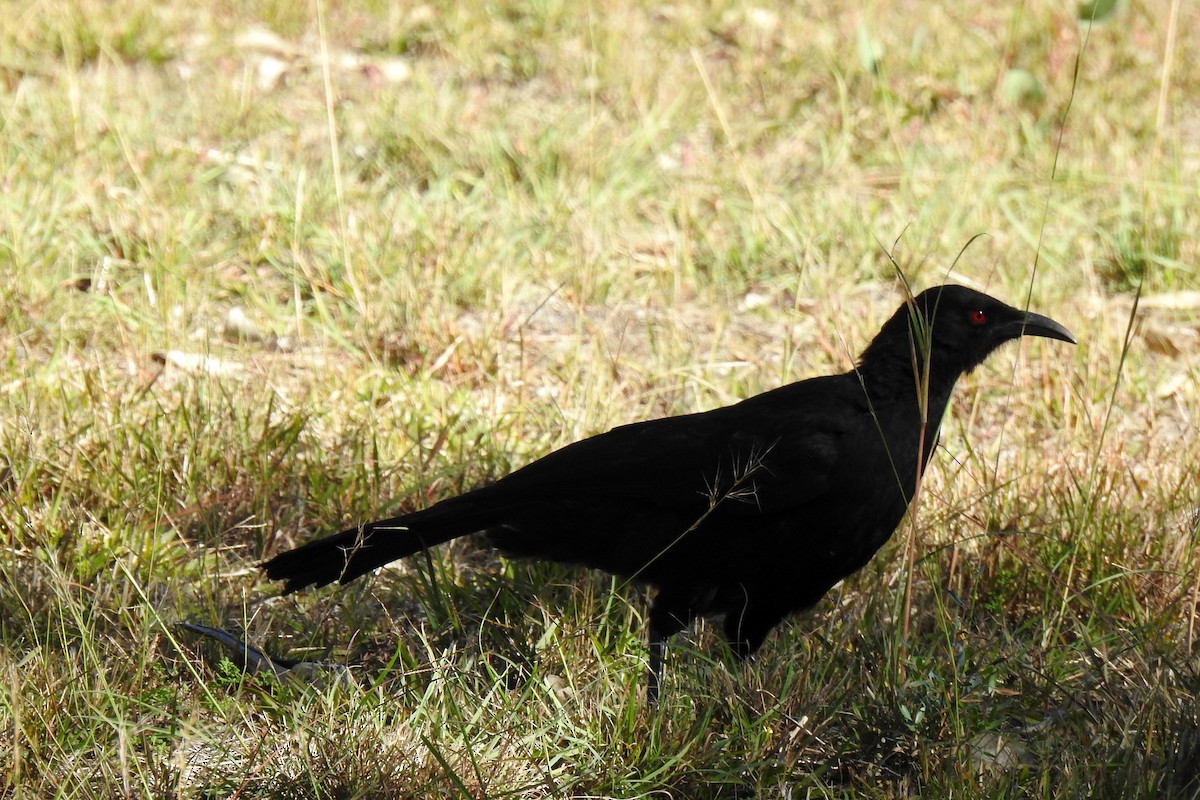 White-winged Chough - B Jenkins