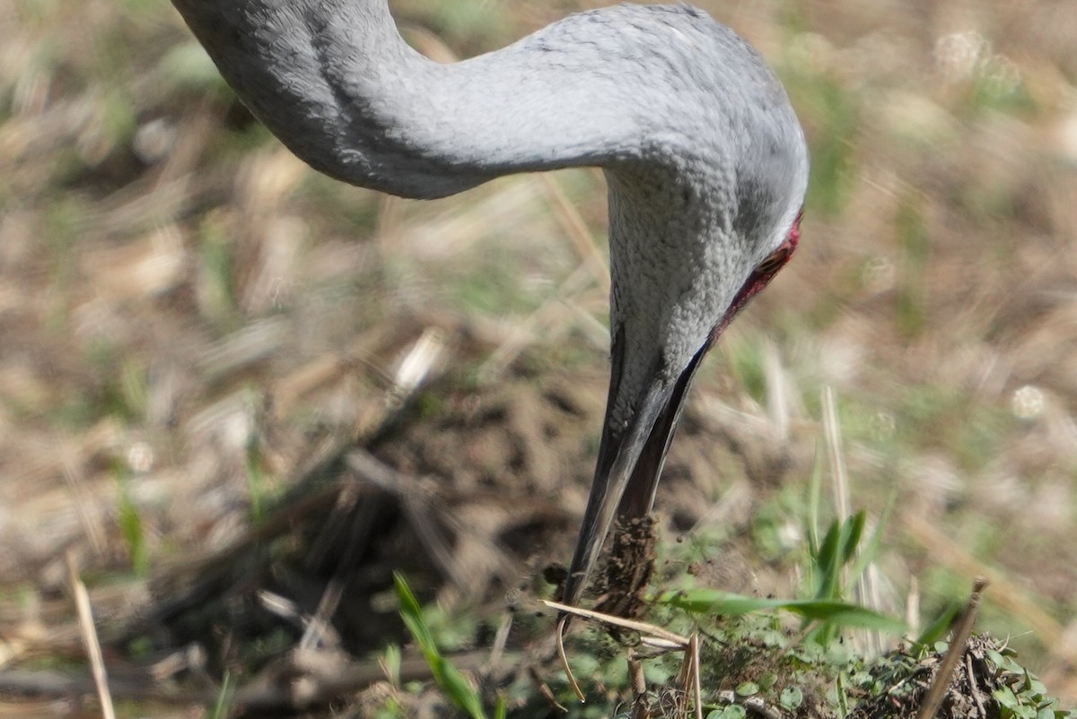 Sandhill Crane - ML619331773