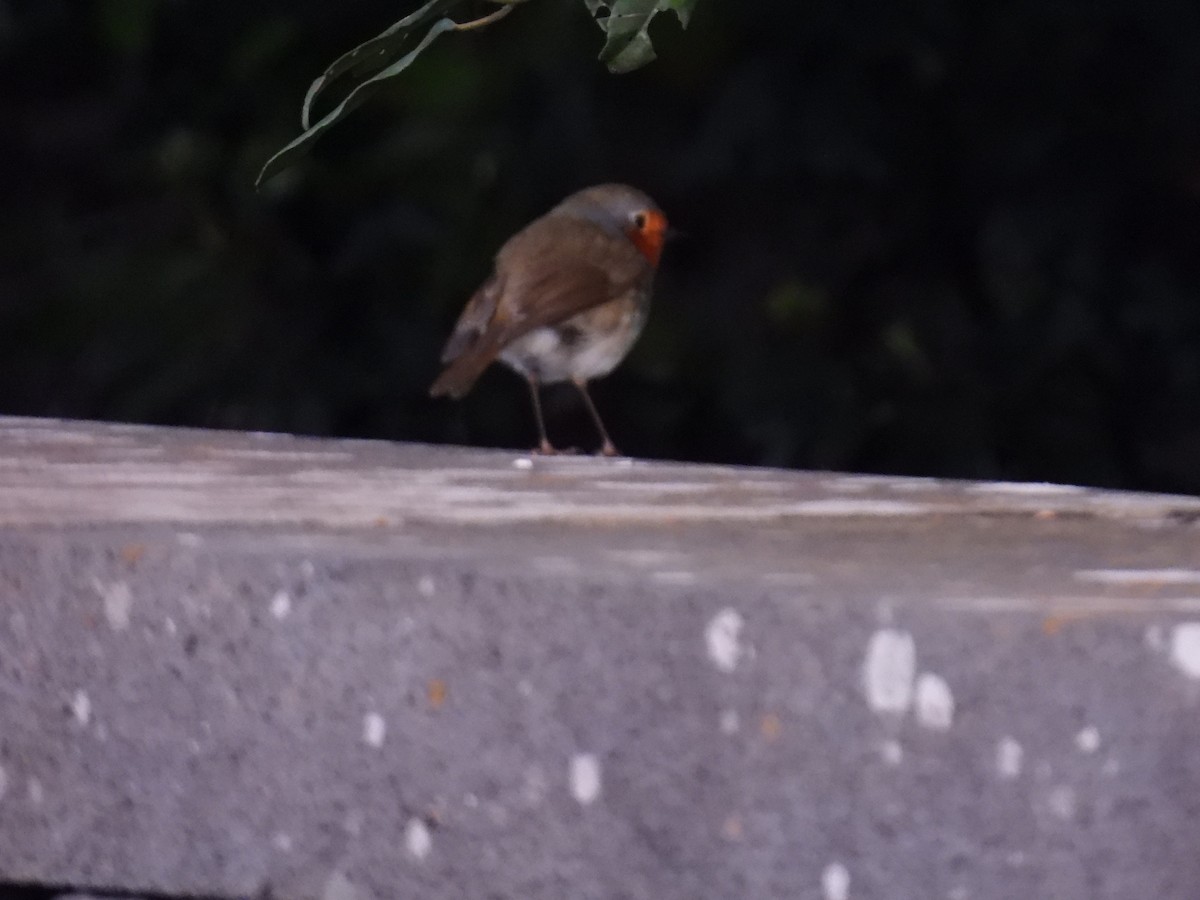 European Robin - Dani G. Jambrina