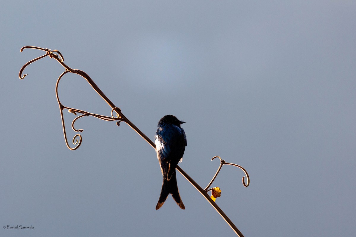 Bronzed Drongo - Esmail Samiwala