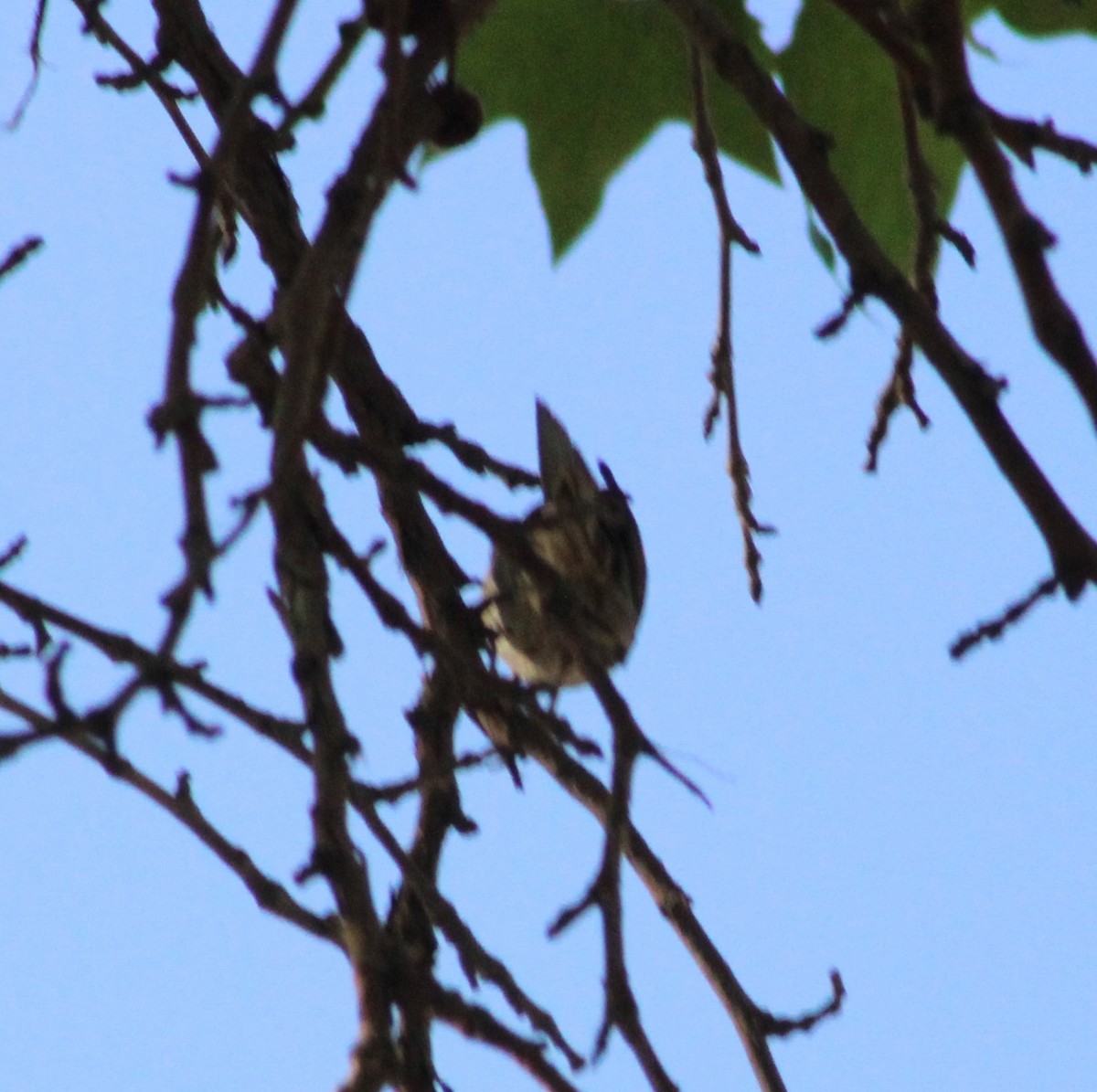 Passerellidae sp. (sparrow sp.) - ML619331833