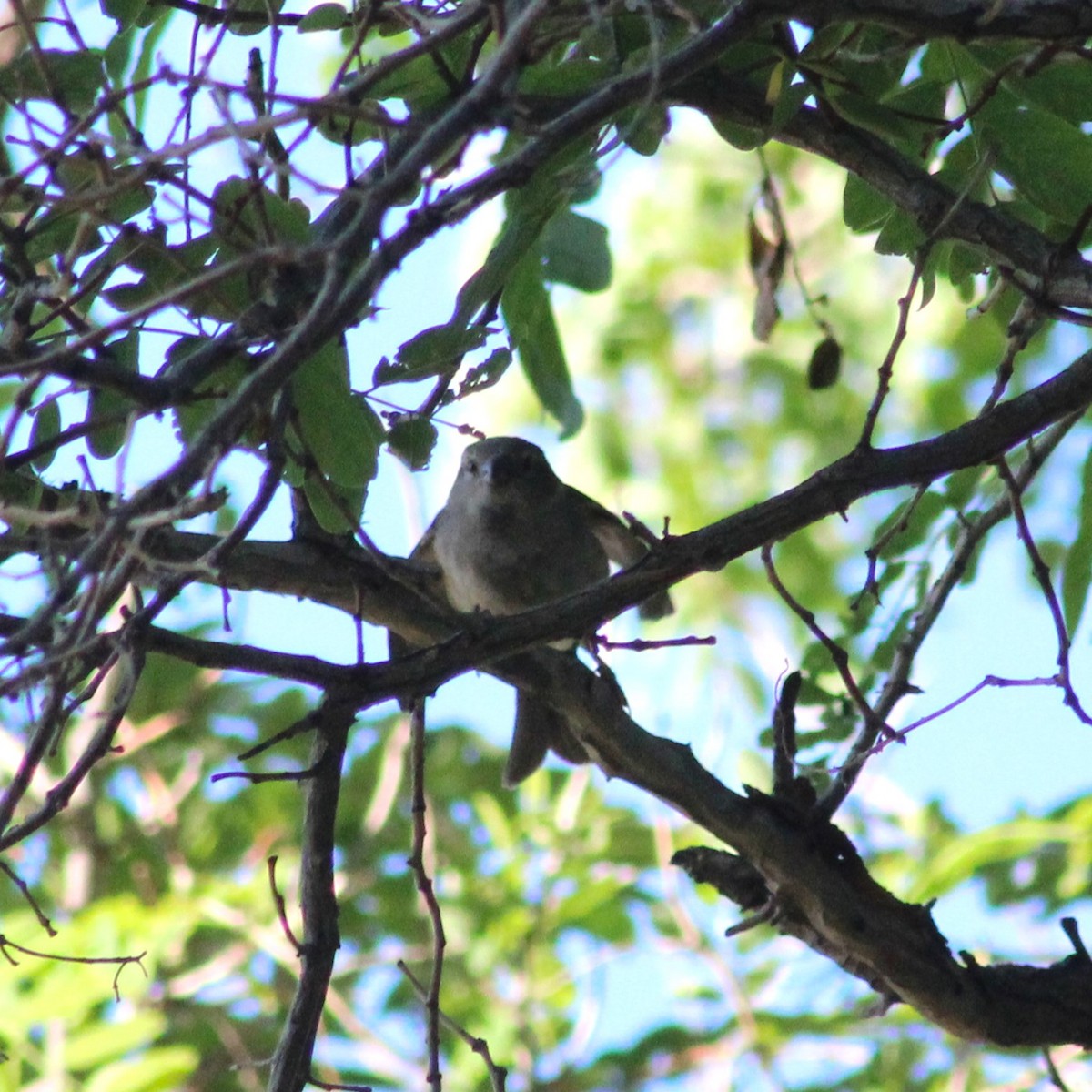 Passerellidae sp. (sparrow sp.) - ML619331835