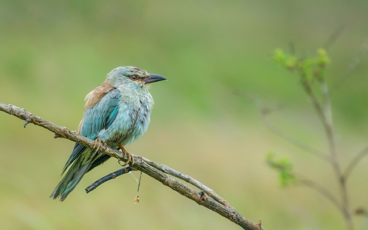 European Roller - Sharang Satish