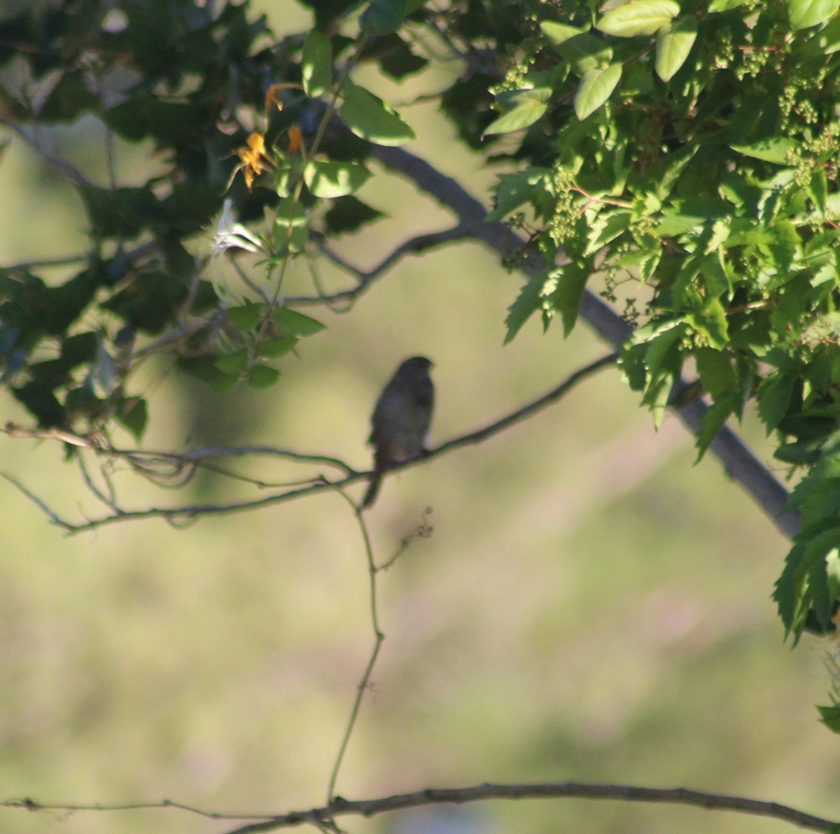 new world sparrow sp. - ML619331858