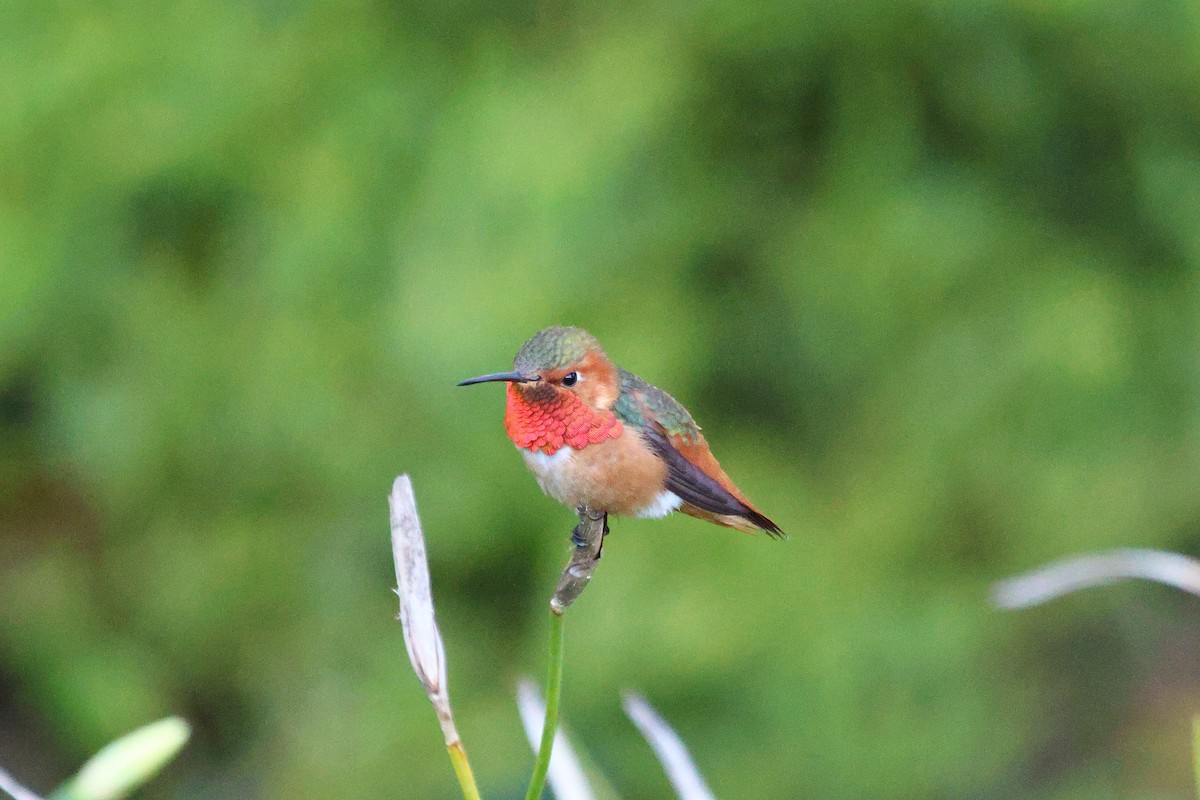 Allen's Hummingbird - Dennis Fee