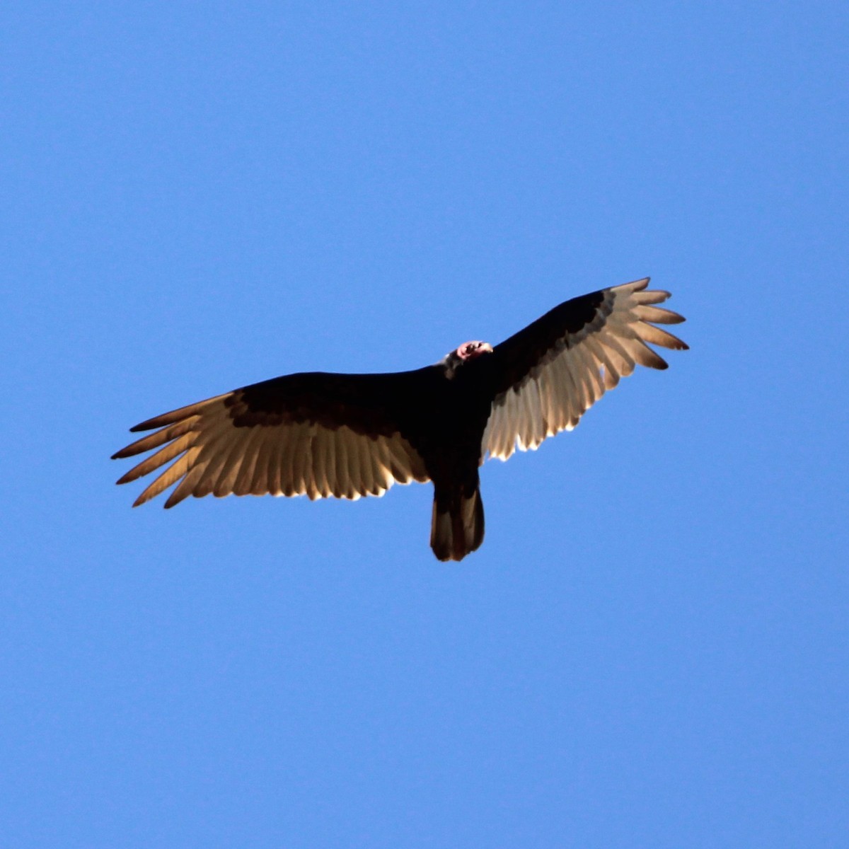 Turkey Vulture - ML619331871