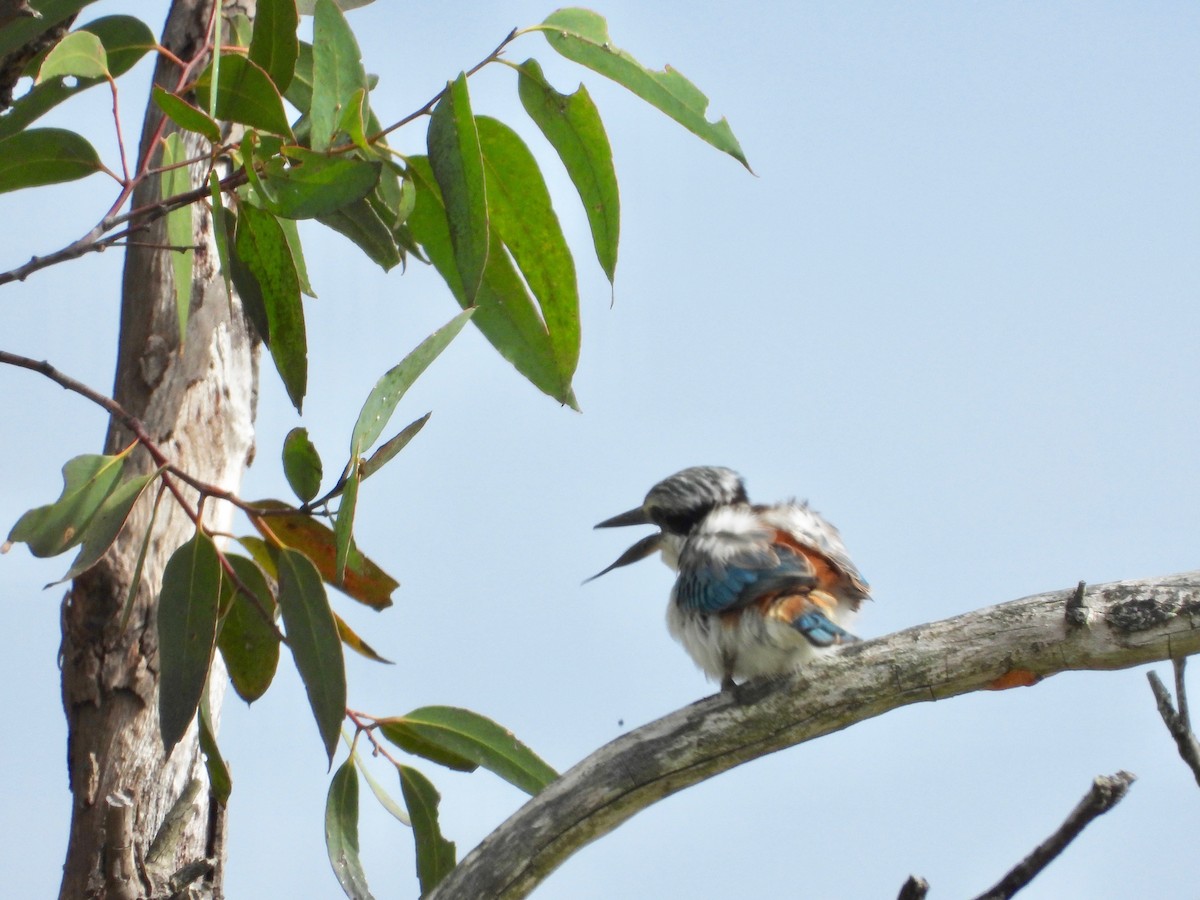 Red-backed Kingfisher - Ted Elks